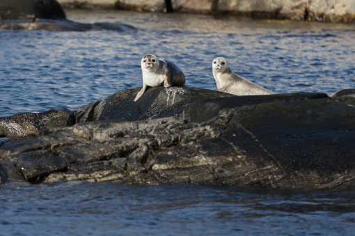 Discover Ursholmen with lighthouse keeper Axel Haglund